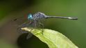Micrathyria mengeri (Fork-tipped Dasher) male-2.jpg